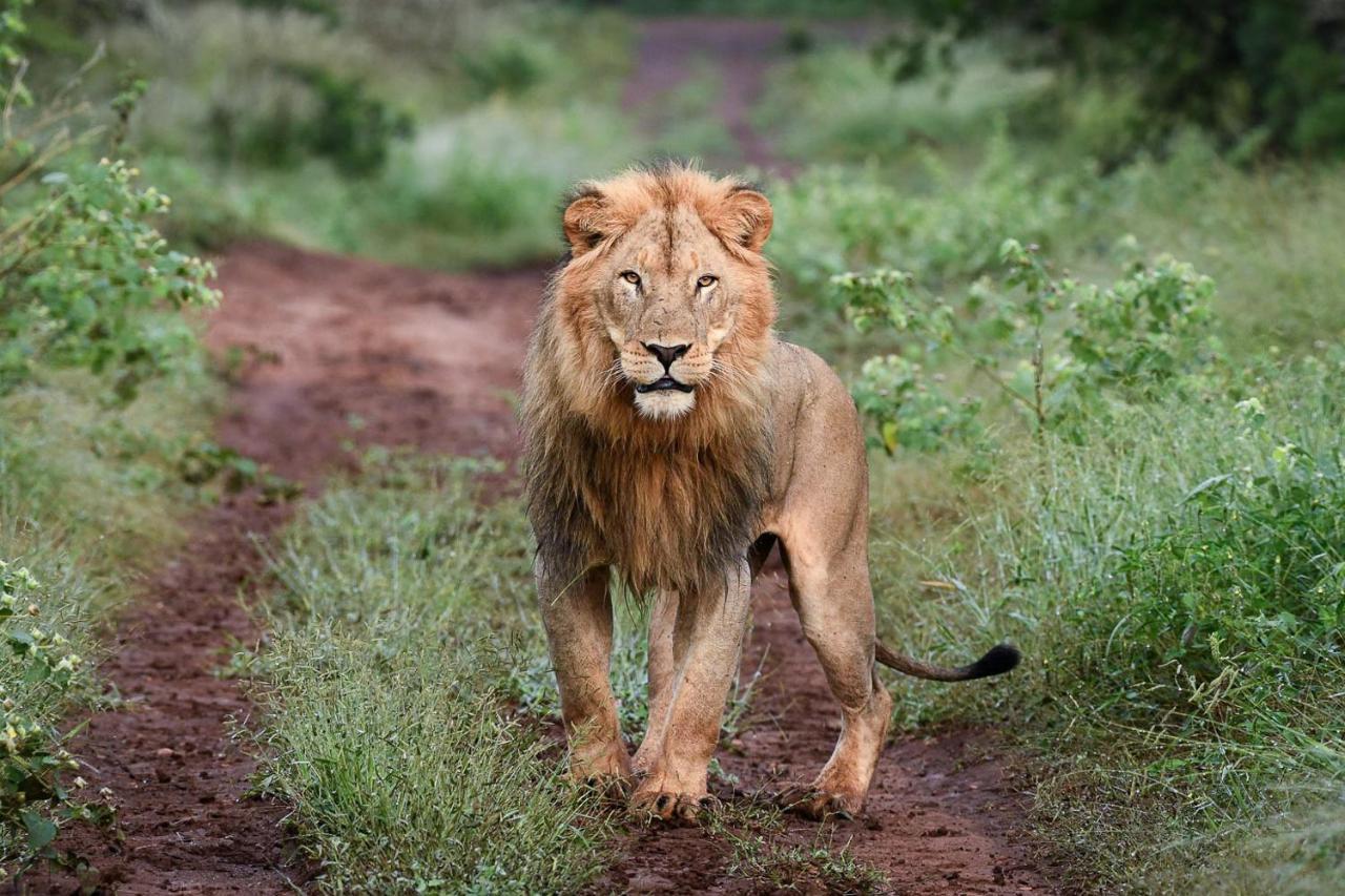 Mavela Game Lodge Mkuze Eksteriør billede