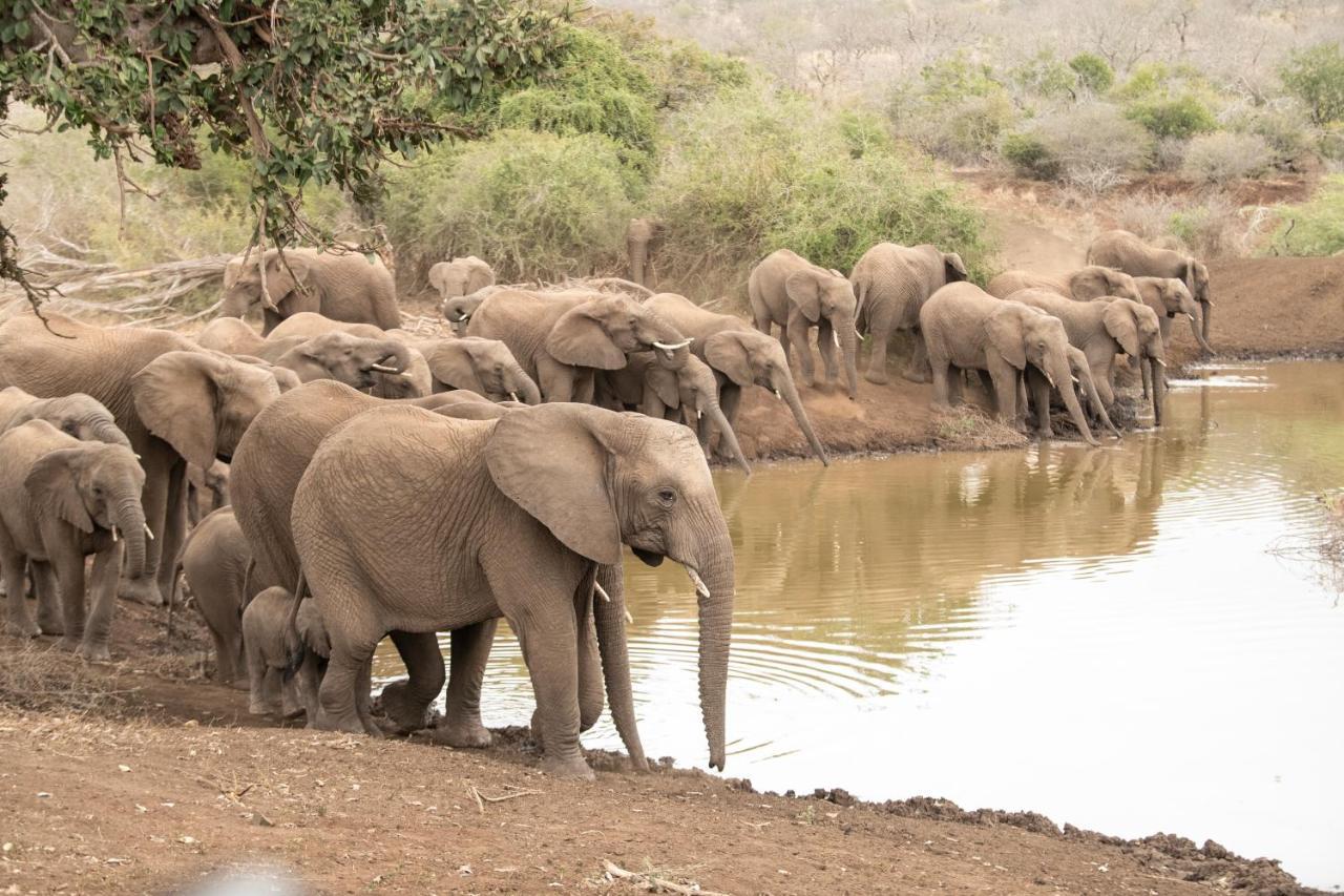 Mavela Game Lodge Mkuze Eksteriør billede