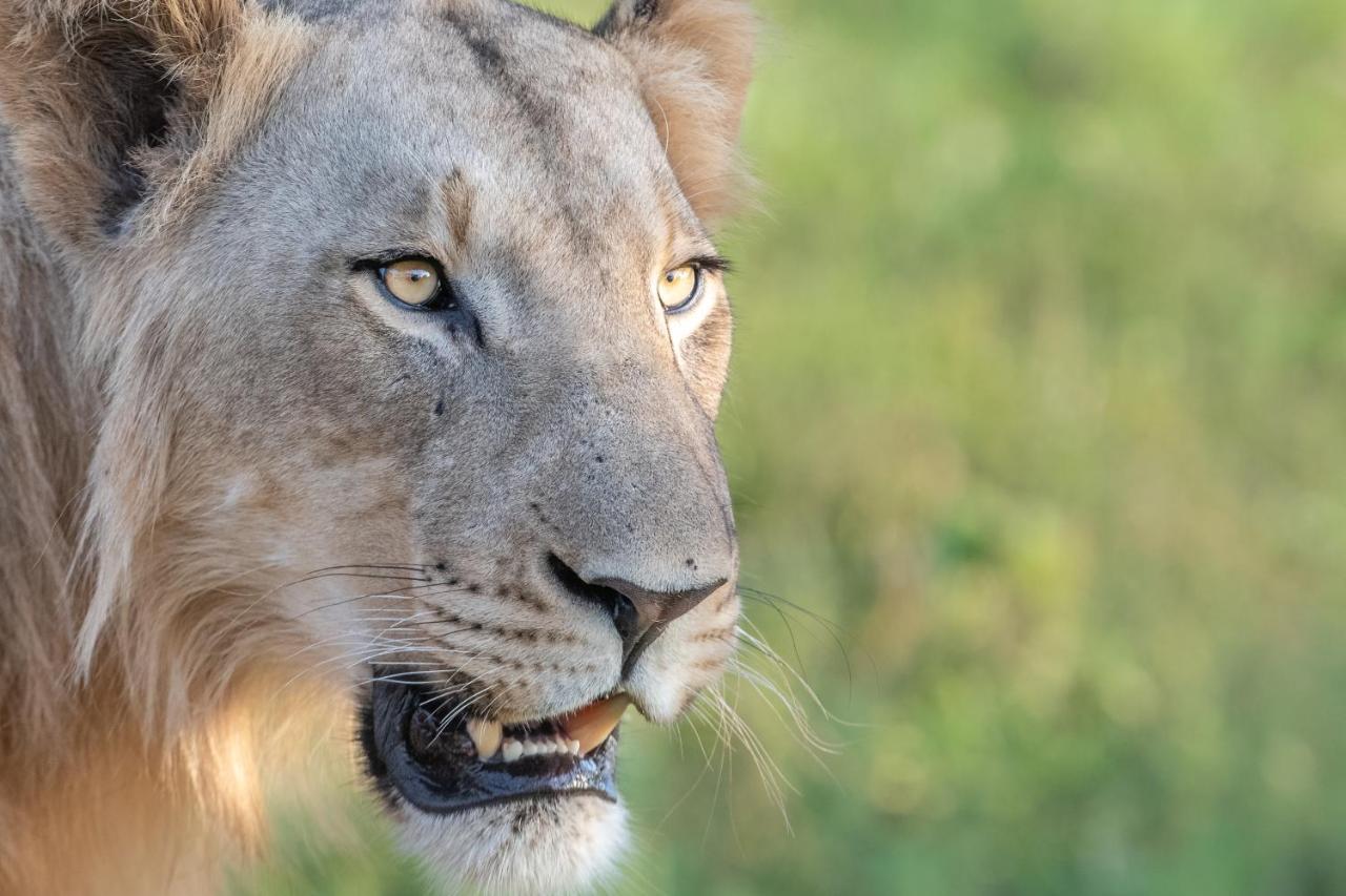 Mavela Game Lodge Mkuze Eksteriør billede