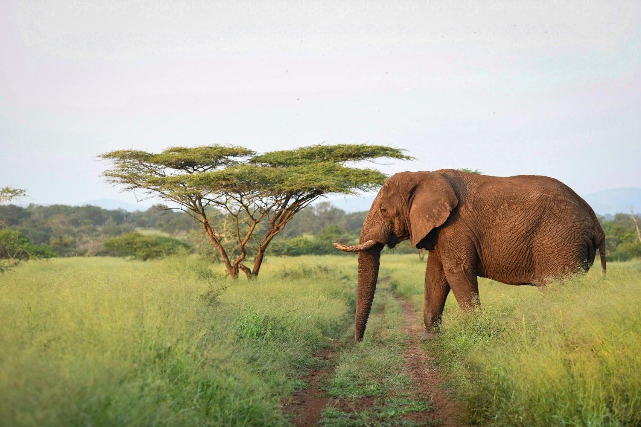Mavela Game Lodge Mkuze Eksteriør billede