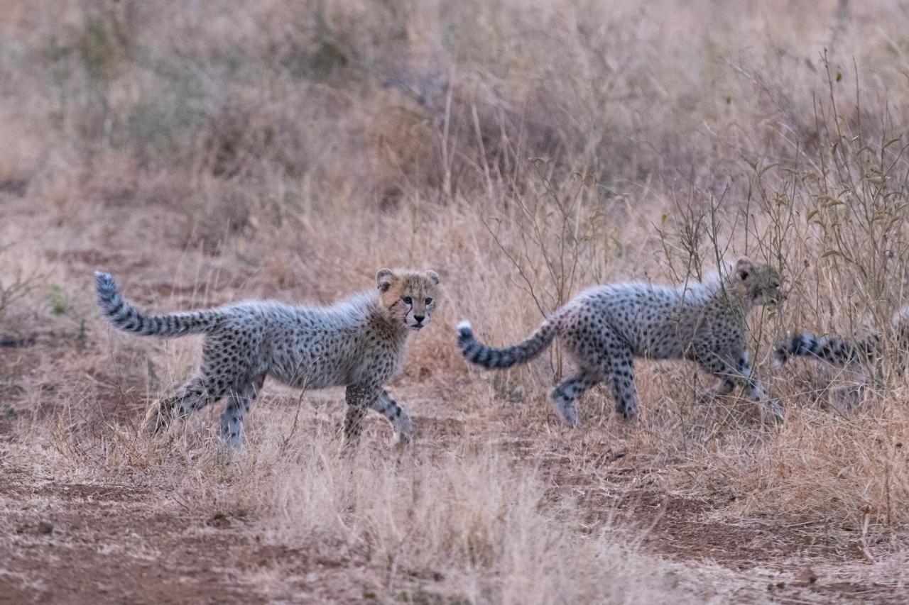 Mavela Game Lodge Mkuze Eksteriør billede