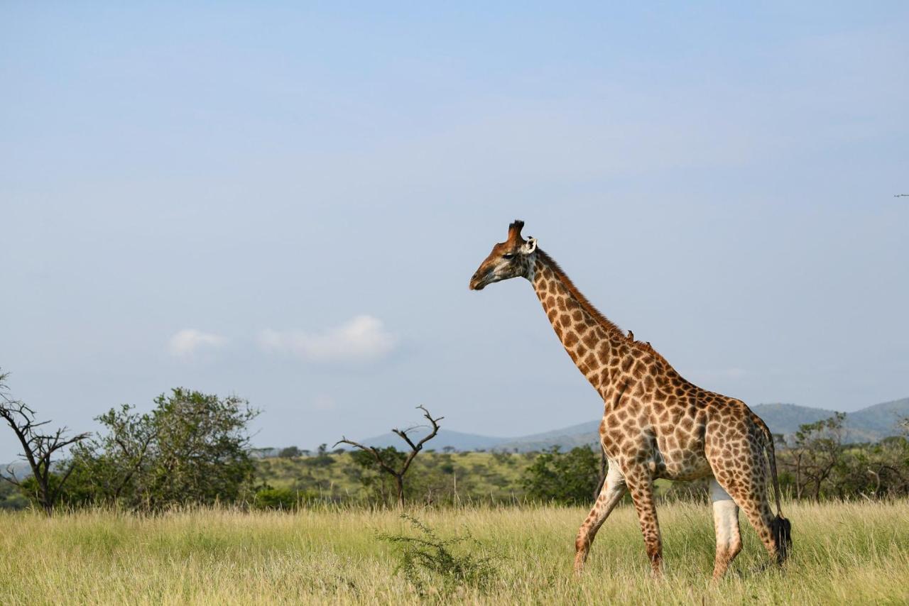 Mavela Game Lodge Mkuze Eksteriør billede
